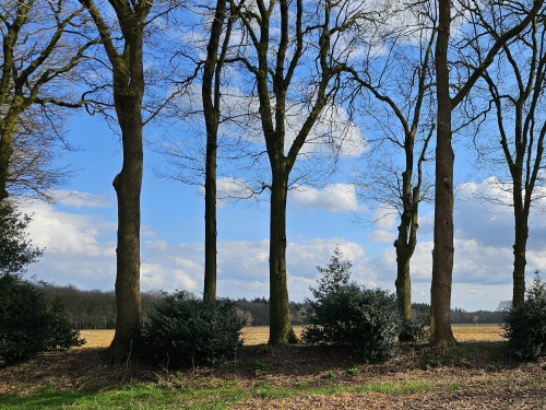 Inheemse scherpe Hulst landschappelijke toepassing.