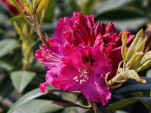 Rododendron 'Marie Forte' struiken leveren wij in verschillende maten