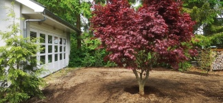 Begeistert vom Baum