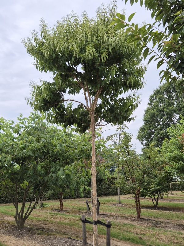 Sieben-Söhne-Baum