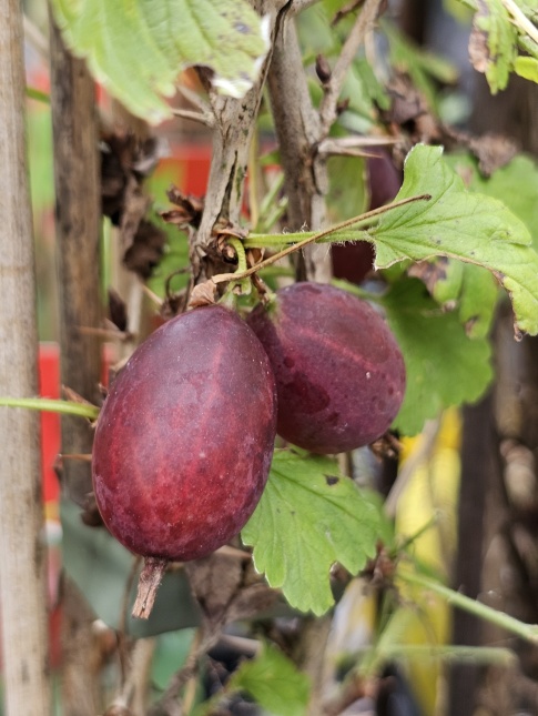 Rode kruisbes 'Hinnonmacky Röd' voor de 'pluktuin'
