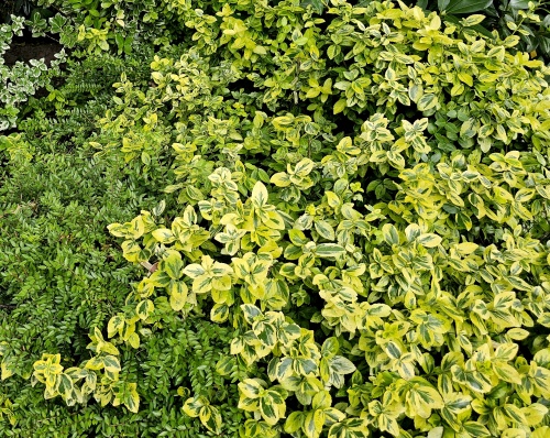 Kardinaalsmuts 'Emerald'n Gold', Euonymus fortunei 'Emerald'n Gold