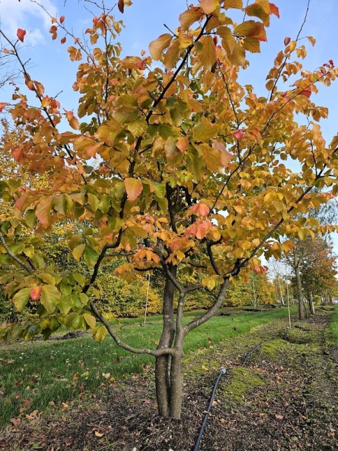 Perzisch IJzerhout 'Bella' krachtige takkenstructuur en een mooi kleurenpallet in de herfst.