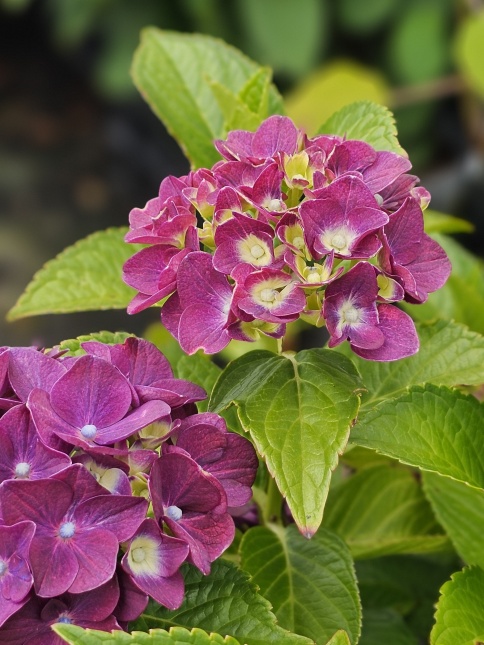 Hortensia Forever & Ever Purple vol in bloei met diepe kleur