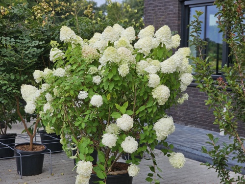 Pluimhortensia 'Limelight' in combinatie met siergras