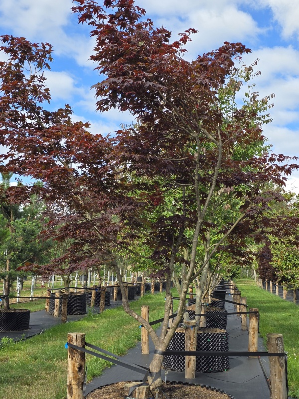 Japanischer Ahorn 'Bloodgood'