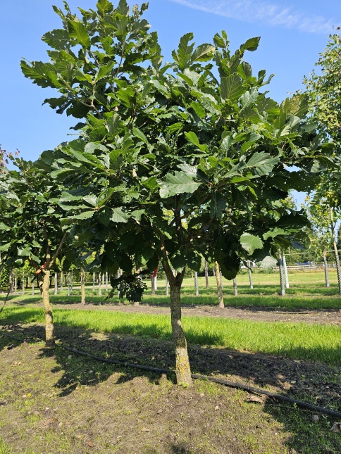 Quercus Pontica