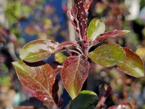 Roodbladige sierappel  'Scarlett' - Malus toringo 'Scarlett'
