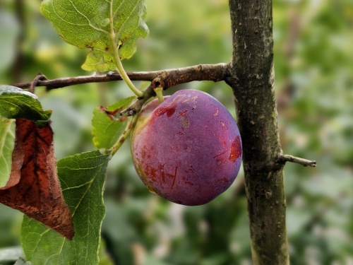 Prunus Czar is een blauwe pruim