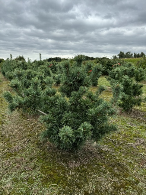 Volwassen bonsaivorm Pinus 'Schoon's Bonsai'