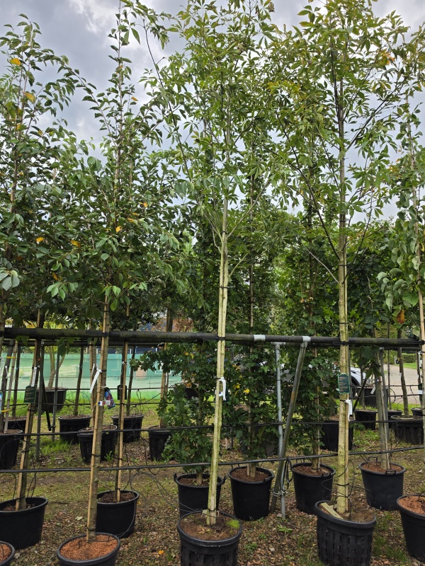kastanjeboom met rode herfstkleur