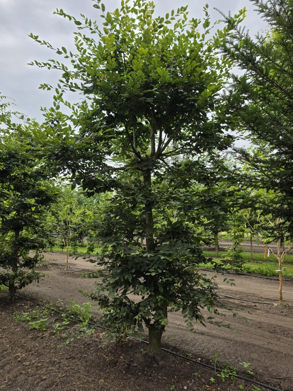 Speelboom,  klimboom, vogelboom,
