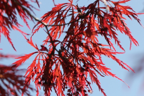Japanse esdoorn 'Stella Rossa' kroon met zomerblad