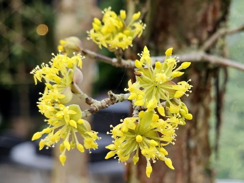 Cornus officinalis 'Robin's Pride' bloei in februari