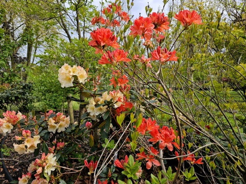 Tuin Azalea Knaphill - Rododendron Azalea Knaphill (AK)