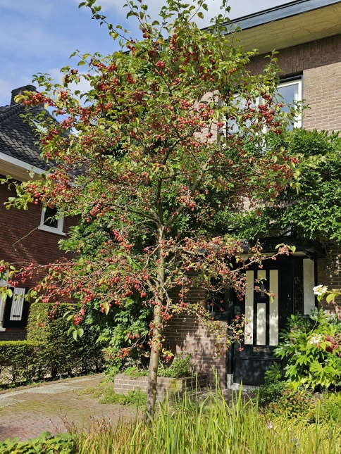 Malus 'Red Sentinel' april