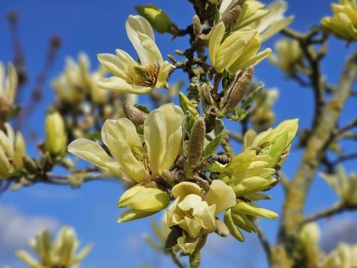 Magnolia 'Goldstar'