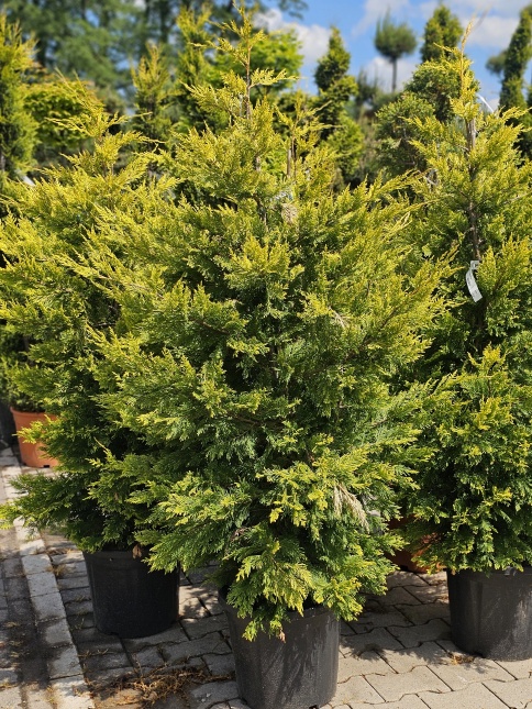 Leylandcypres 'Gold Rider'  met lichtgroene toppen