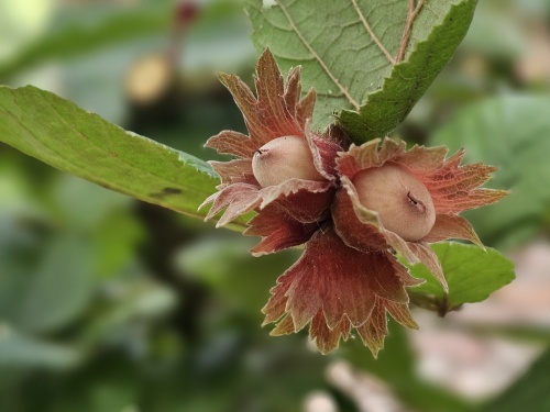 Hazelnoot 'Rote Zellernote'