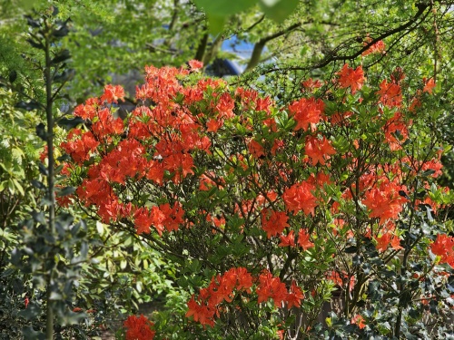Azalea Knaphill 'Koster's Brilliant Red' met oranje rode bloemen