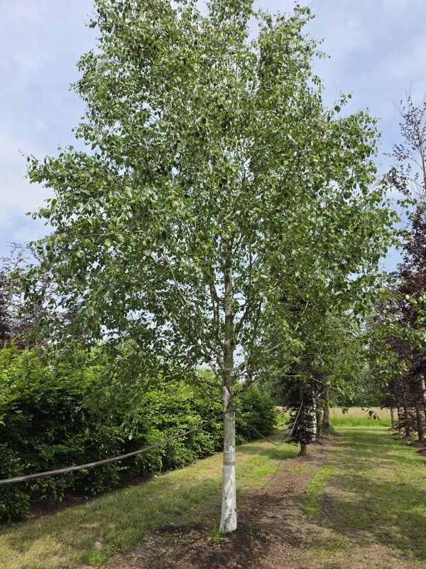 Witte berk (Doorenbos)
