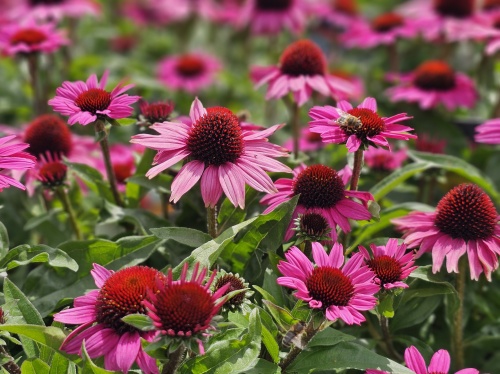 De rode Zonnehoed in bloemenbed gemengd met andere bloeiers