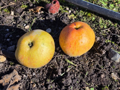Malus 'Zoete Aagt'
