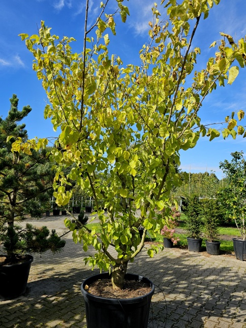 Morus alba herfstverkleuring