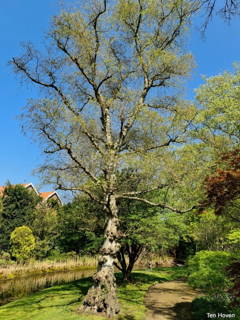 Betula Pubescens