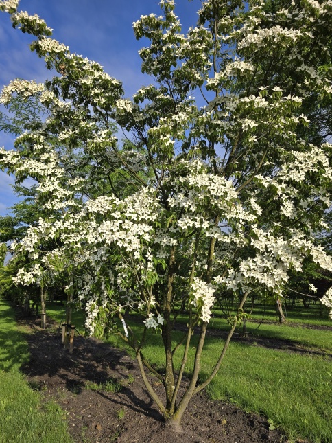 Japanse grootbloemige kornoelje