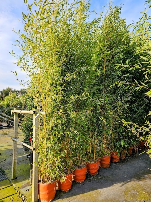 Phyllostachys 'Spectabilis' gouden bamboe in november 2025