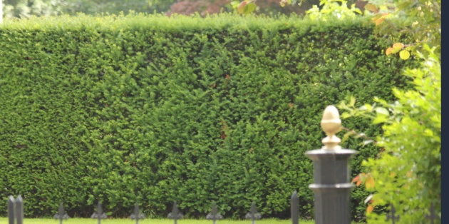 Alles over het snoeien van een taxus