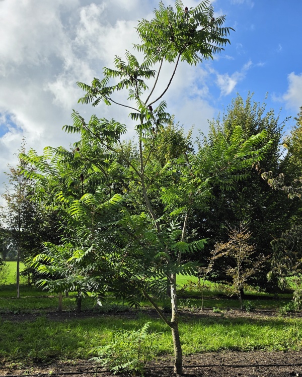 struikvorm Fluweelboom