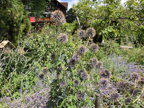 kogeldistel