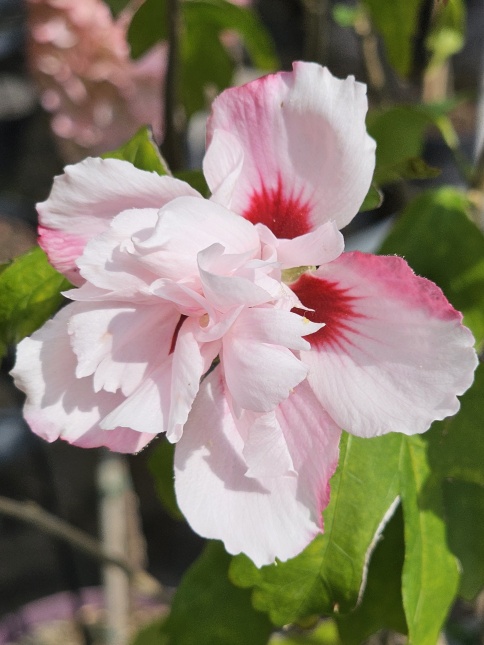 Altheastruik  'Lady Stanley' - Hibiscus syriacus 'Lady Stanley'