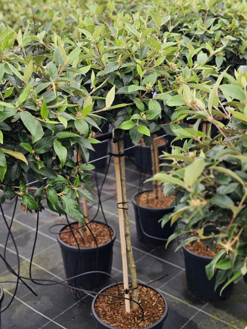Viburnum 'Eskimo'
