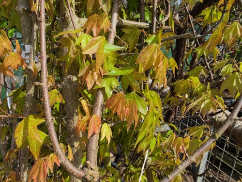 Acer buergerianum, drietandenesdoorn.  jong blad half april