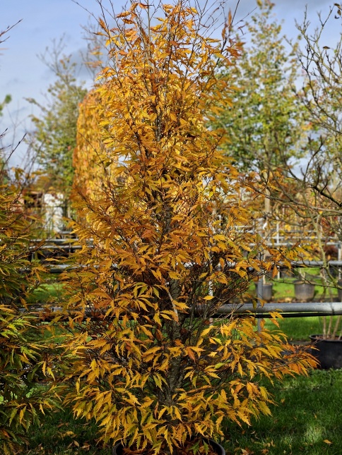 Varenbeuk 'Asplenifolia'  herfstblad met nieuwe knoppen