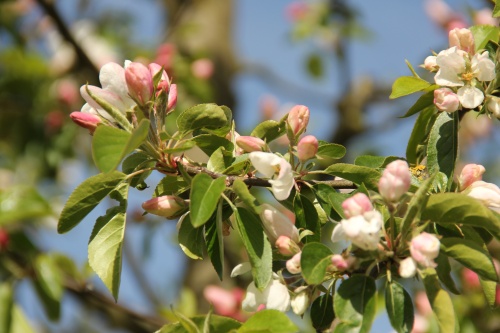 Sierappel 'John Downie', hoogstam boom met echte fruit bloesem