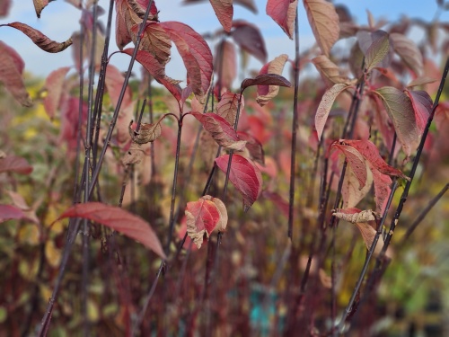 Kornoelje 'Kesselringii' - vakbeplanting - Cornus alba 'Kesselringii'