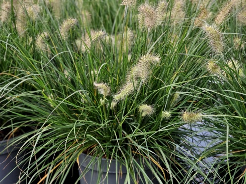 Pennisetum al. 'Little Bunny'