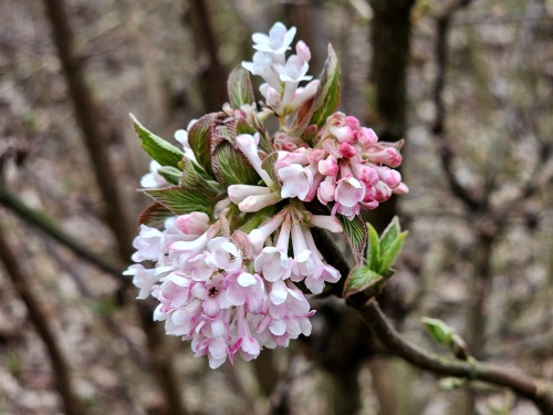 Winterbloeiende Sneeuwbal 'Dawn' in roze bloei