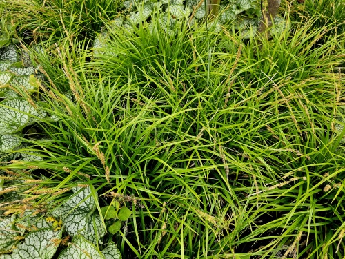 Carex met bontbladige Brunnera