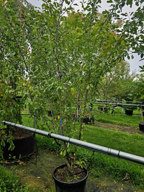 Prunus domestica Reine claude althan  pruim in augustus.  rijpt in september