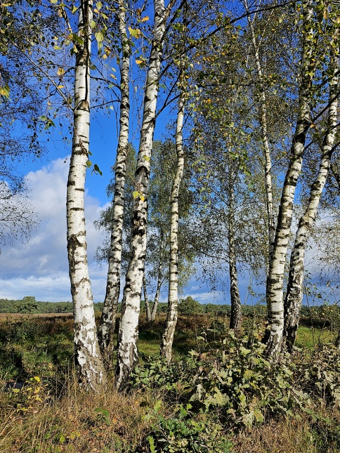 Betula Pendula