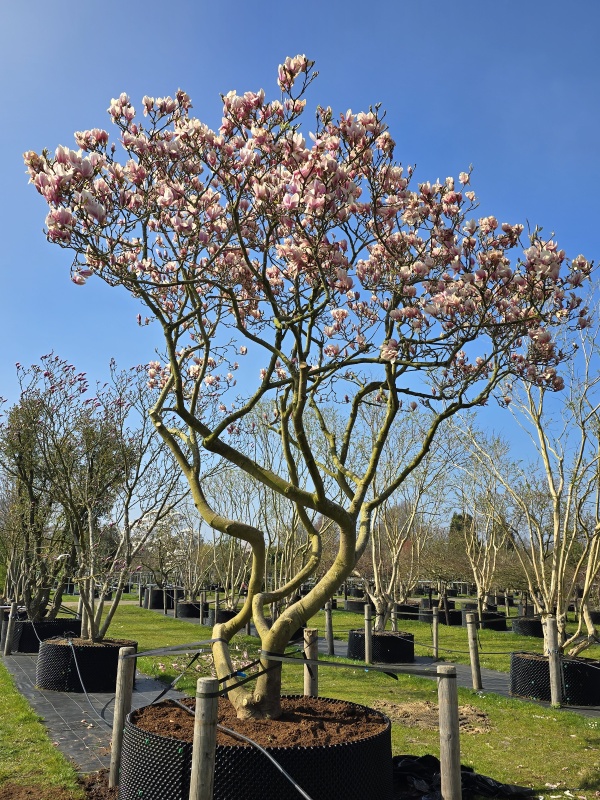 Magnolie