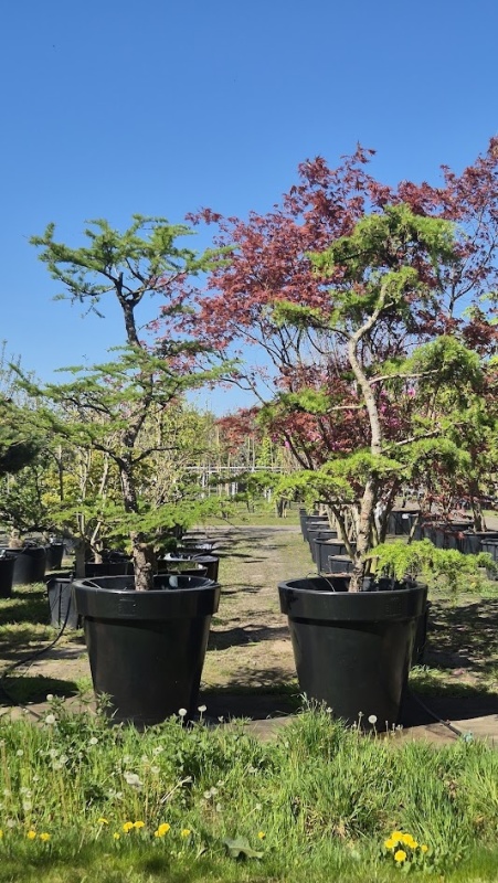 Japanse Larix Tuinbonsai set van 2