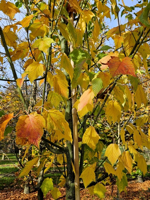 Streepjesbast esdoorn met herfst blad