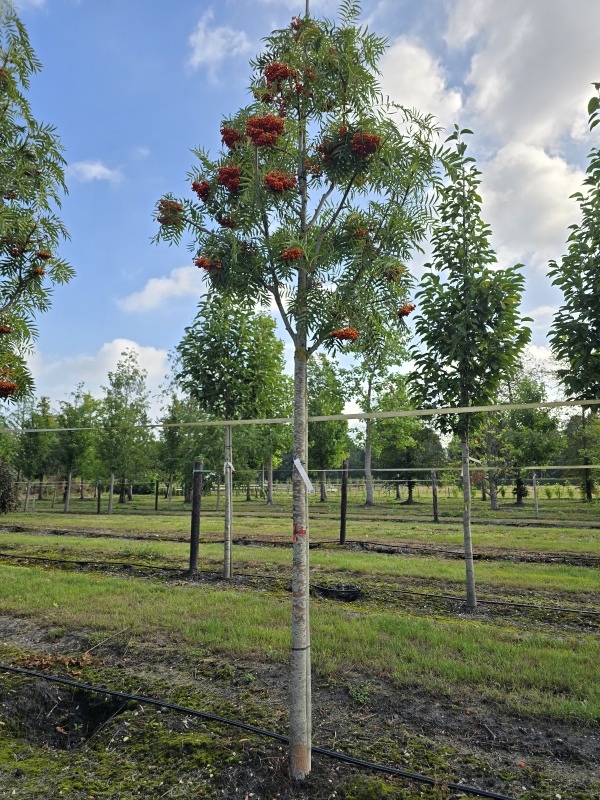 Lijsterbes 'Dodong'