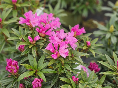 Rododendron 'Graziella' met roze bloemen